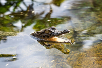 Big african alligator crocodile in the green water closeup