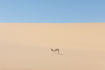 A male of black-faced impala in desert