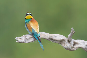Fine art portrait of Bee eater male at sunrise (Merops apiaster)