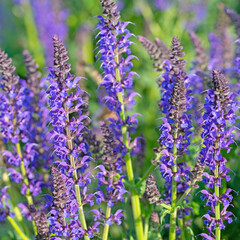 Obraz premium Violett blühender Blütensalbei, Salvia nemorosa, im Garten