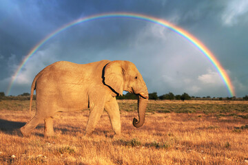 Closeup view of big African Elephant