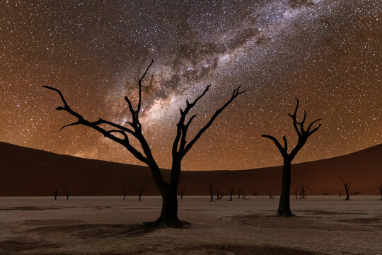 Dead trees at Deadvlei at night