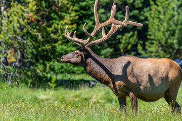 A large Bull Elk in Yellowstone National Park, Wyoming