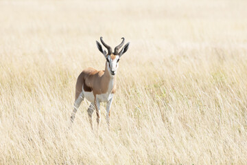 Naklejka na ściany i meble A male of black-faced impala