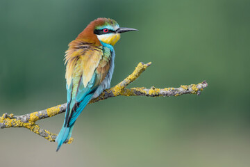 Bee eater female on brach (Merops apiaster)