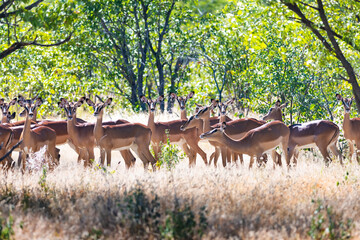 Naklejka na ściany i meble A herd of black-faced impala