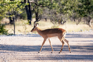 A male of black-faced impala