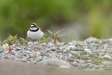 The little ringed plover on gravel looking for food (Charadrius dubius)