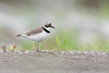 The little ringed plover on beach  (Charadrius dubius)