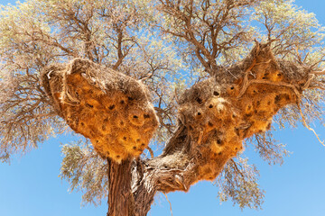 Sociable Weavers nest on acacia tree