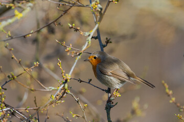 European redbreast robin sitting on branch of fruit tree in spring in sunlight with buds shortly before bursting