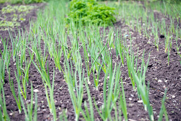 Vegetable garden in early spring.
