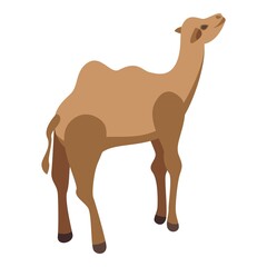 Safari camel icon. Isometric of Safari camel vector icon for web design isolated on white background