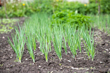 Vegetable garden in early spring.