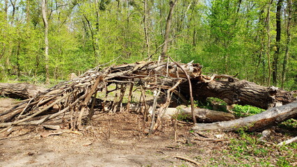 Baumhöhle im Wald