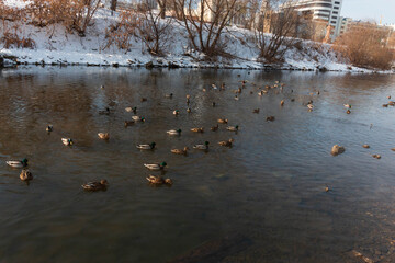 Obraz na płótnie Canvas winter pond with ducks in the city