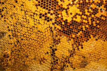 Close-Up Of Honey Bee Comb,honeycomb pattern with Bee nest