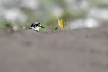 Fine art portrait of little ringed plover among the sand dunes (Charadrius dubius)
