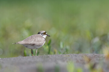 Fine art portrait of isolated little ringed plover (Charadrius dubius)