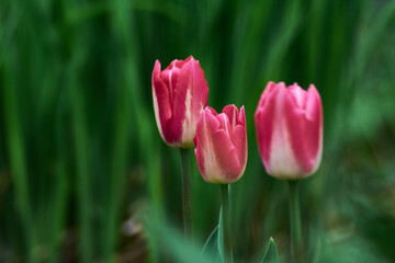 Three red tulips in a flower bed, close-up. horizontal photo
