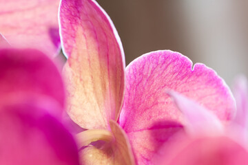 Pink bright phalaenopsis orchid flowers with sunlight and blur background