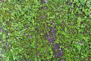 Sprouted grass texture of the old metal grating, overlapping walls stones, destruction of the concrete base of the building, sprouted grass