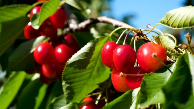 cherries fruit on tree