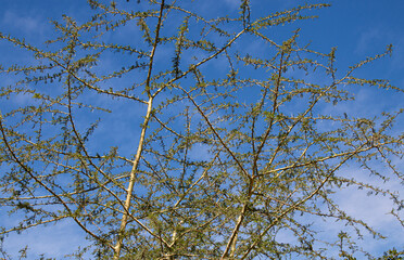 New Leaves Appearing on Trees with Blue Sky Background