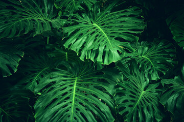 green tropical leaves background. summer and nature concept.
