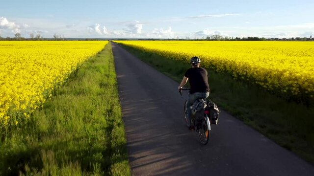 Cyclist riding into the distance between two canola fields