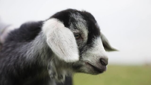 Close-up portrait of a baby goat bleating. Agriculture and animals.
