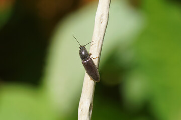 Click beetle Athous haemorrhoidalis in the genus Athous on a dead twig in spring in a Dutch garden. Family Elateridae. Spring, Netherlands, May