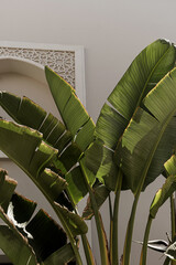 Closeup of beautiful lush green tropical palm leaves near beige wall. Summer travel vacation floral...