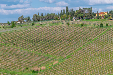 Vineyards as far as the eye can see for the production of Chianti wine in the province of Florence,...