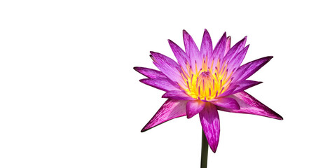Isolated waterlily or lotus plant with clipping paths.