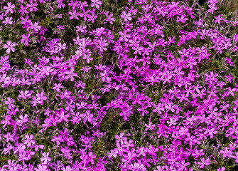  lilac aubrieta deltoidea flowers in the summer garden.