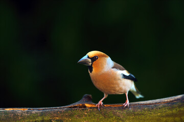The hawfinch (Coccothraustes coccothraustes) sitting on the branch.Portrait of a very colorful European songbird with a dark background.