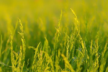 Green grass close-up on a sunny background.