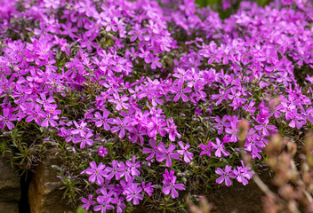 Obraz premium lilac aubrieta deltoidea flowers in the summer garden.