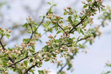 branch of a blossoming tree