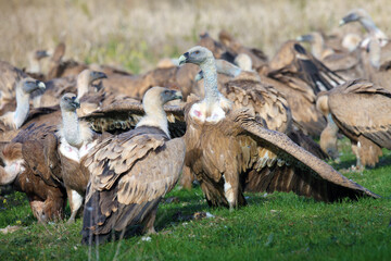 The griffon vulture (Gyps fulvus), a pair of vultures bicker about food. Two large vultures...