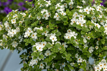 Calibrachoa or bell flower in flowerpot Seasonal flowers