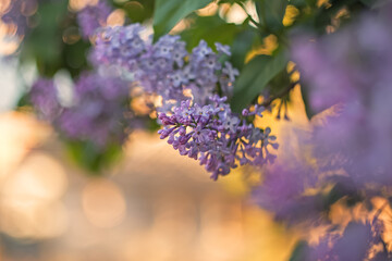 Lilac flowers background. Beautiful spring background with copy space for text.