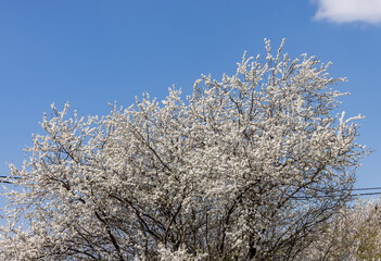 Beautifully flowering plum trees in the orchard