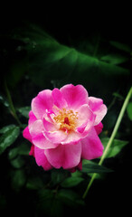 Fototapeta premium Pink rose flower