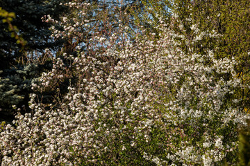 Obraz na płótnie Canvas Beautifully flowering cherry trees in the orchard