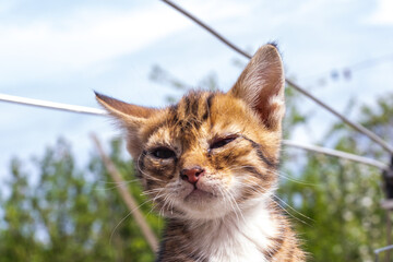 A small sick kitten sitting on the road. A little homeless kitten is starving and sick abandoned...