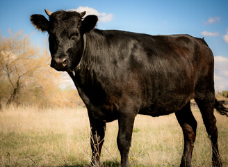 A black young bull in a field on yellow grass. Village animals. Cattle.