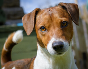 Jack Russell Terrier portrait bottom view, hunting terrier close-up. Intelligent dog eyes, purposeful gaze.