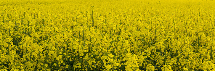 Obraz premium Rapsfeld Blüte in einem intensiven Gelb